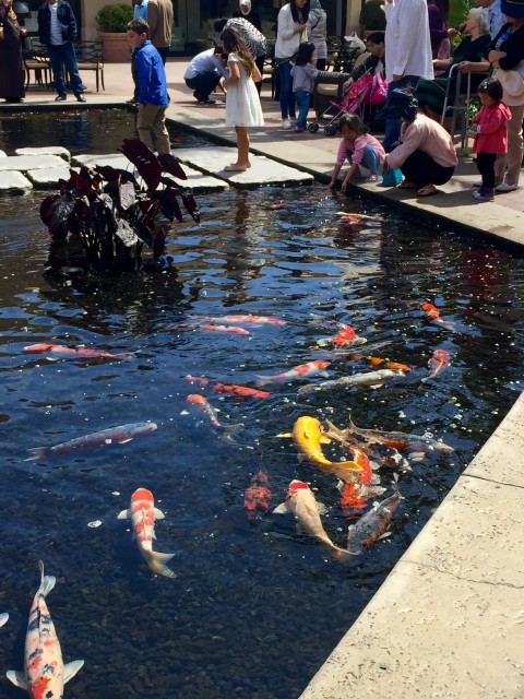 Koi Pond at Fashion Island 