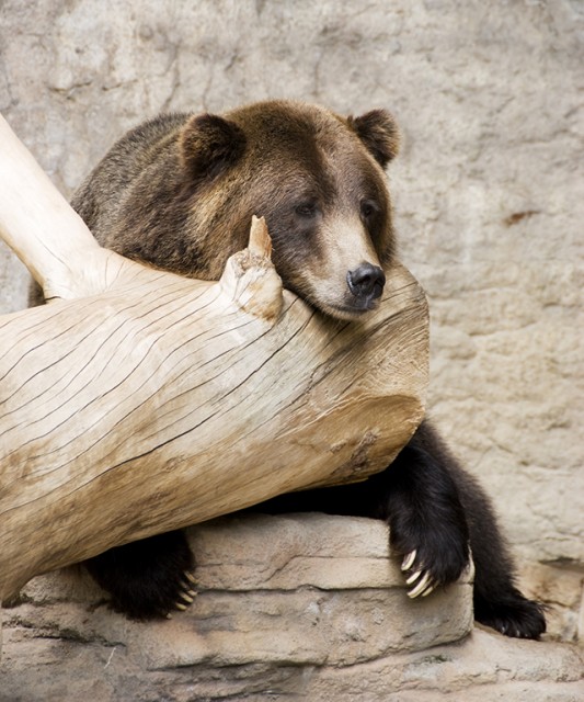BearZoo