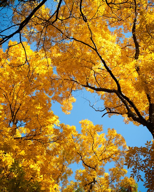 MichiganLeaves