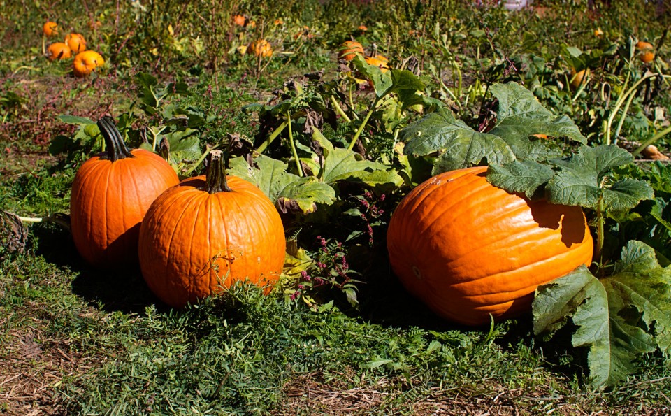 014-Pumpkins-Credit-Keryn-Means.jpg