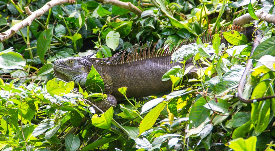 Tortugero - HoneyTrek.com