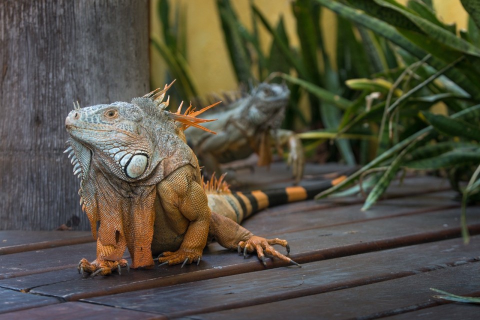 Riviera Nayarit, Mexico - Iguanas